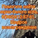 Фото: пропала кошка «Пропал кот Новомосковск» в г. Новомосковск